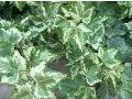 Golden Ingot English Ivy / Hedera helix 